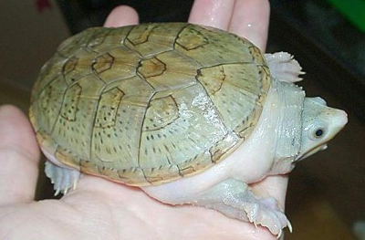 Claudius angustatus3.jpg