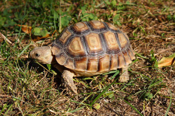 sulcata 1.JPG