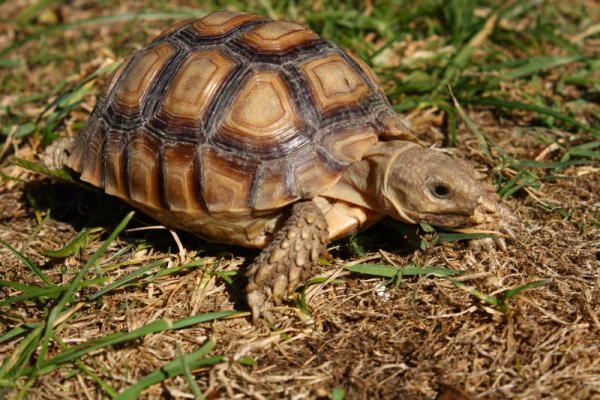 Sulcata.JPG