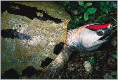 Batagur borneoensis %28maschio%292.jpg