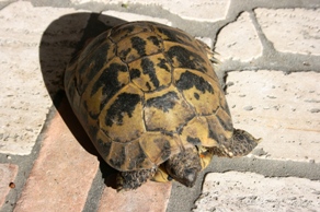 tarti1.jpg