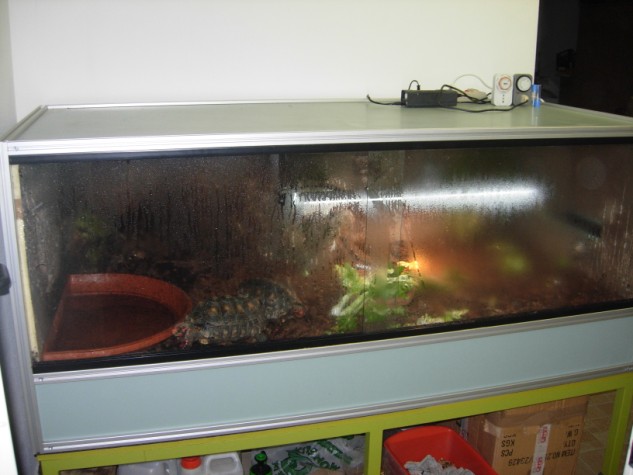 terrario cherry 007.jpg