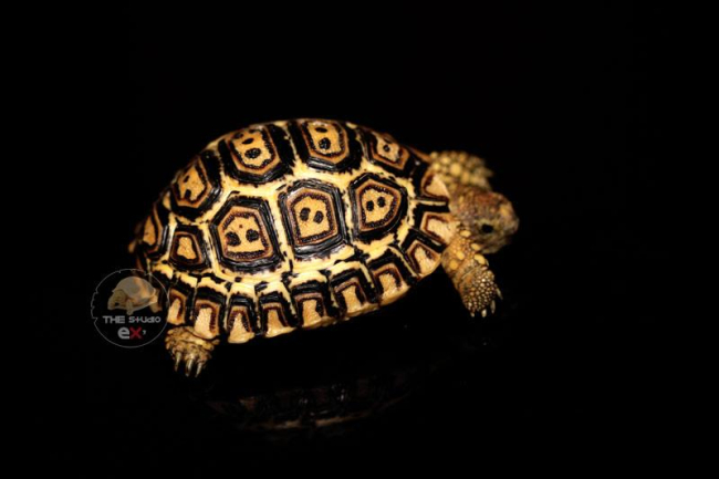 Stigmochelys pardalis pardalis.jpg