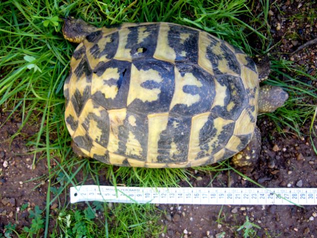 H.Hfemmina_22x2,2kg_carapace.jpg