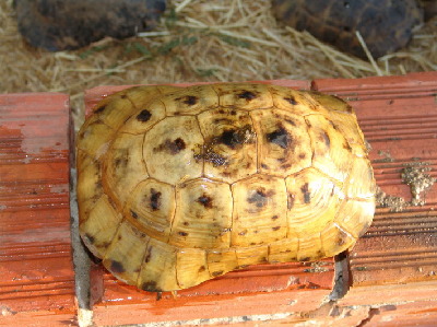 anamurensis.jpg