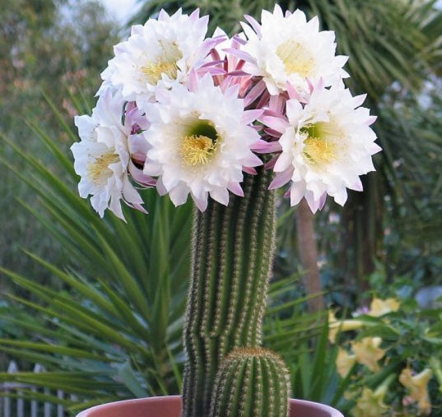 trichocereus_spachianus_Anna_Monzo[1].jpg