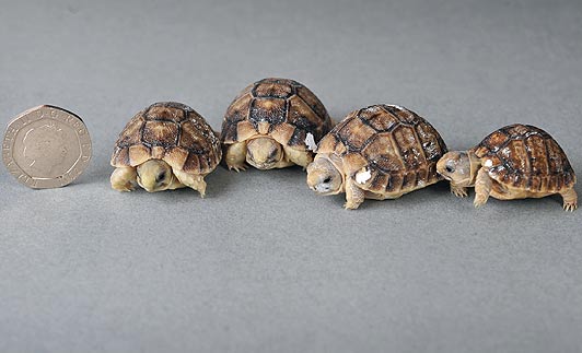 Tortoises_01_1504133a.jpg