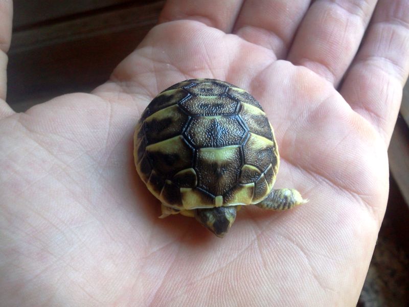 HermanniBaby_carapace2012_800x600.jpg