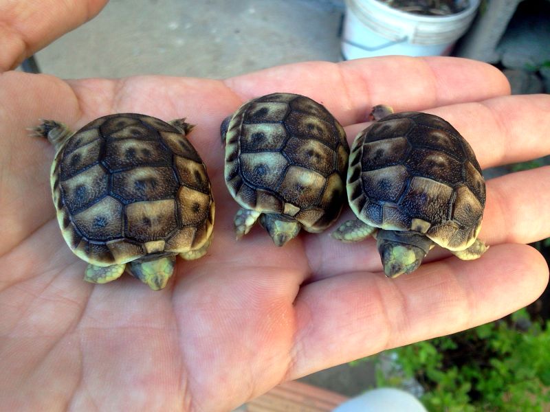 GraecaSardaBaby_carapace2012_800x600.jpg