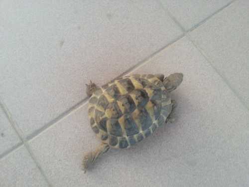 tarta carapacio 1.jpg