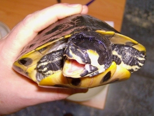 Trachemys scripta scripta - Teri 46.jpg