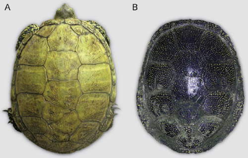 orbicularis.jpg