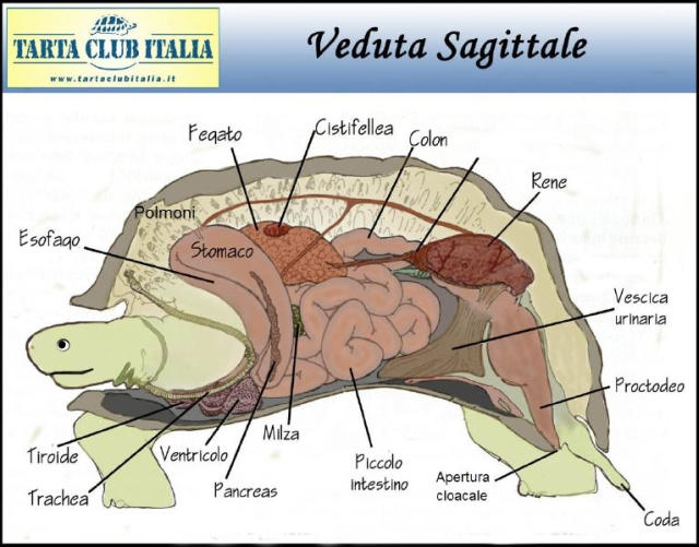 anatomia.jpg