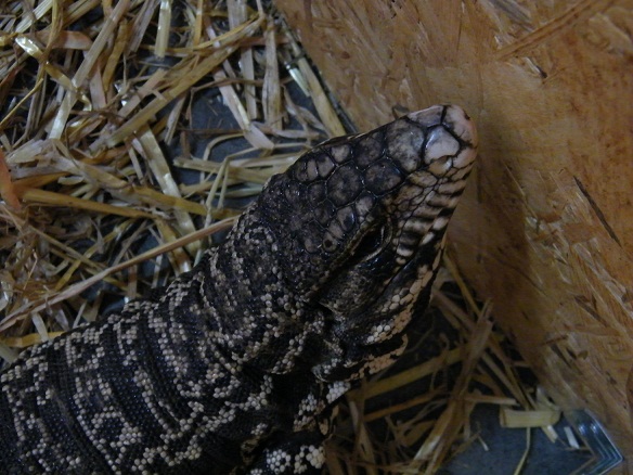 DSCF7207.JPG