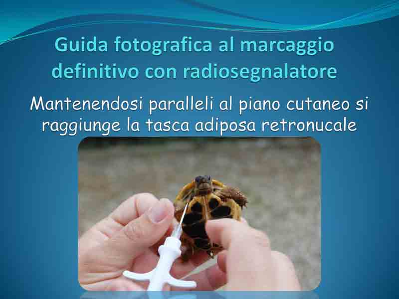 Guida-microchip_Pagina_5.jpg