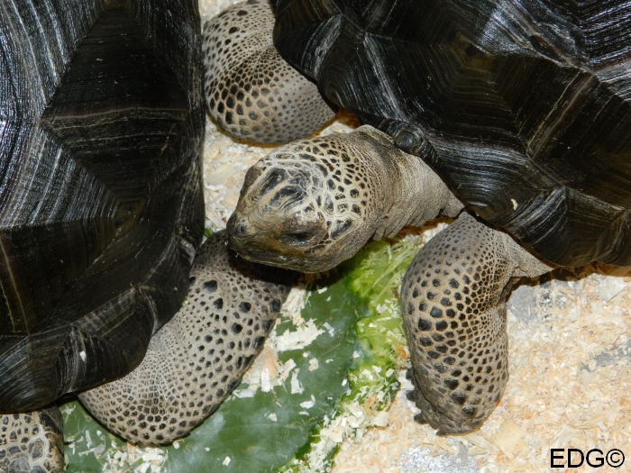 Aldabrachelys gigantea.jpg