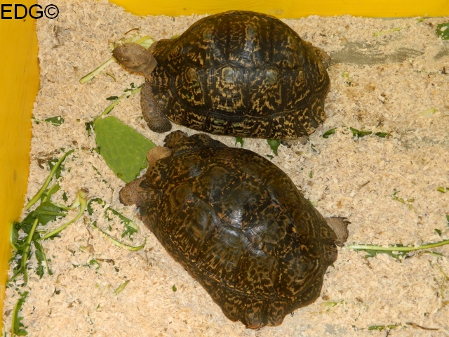 Stigmochelys pardalis pardalis.jpg