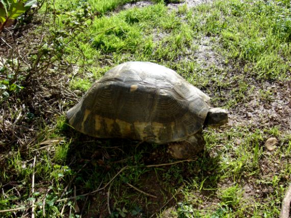 Marginata_femmina_33x6kg_carapace2.jpg