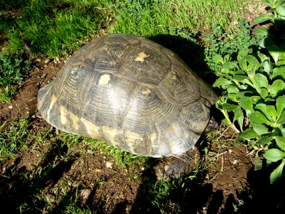 Marginata_femmina_33x6kg_carapace.jpg