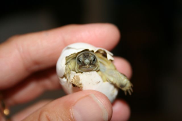 Nascite 2009 070.jpg