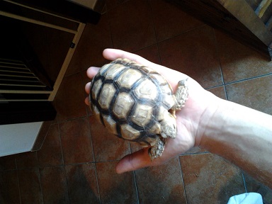 Sulcata12.jpg