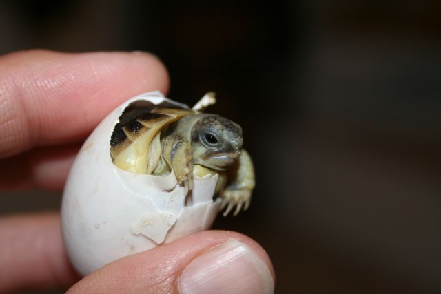 Nascite 2009 072.jpg