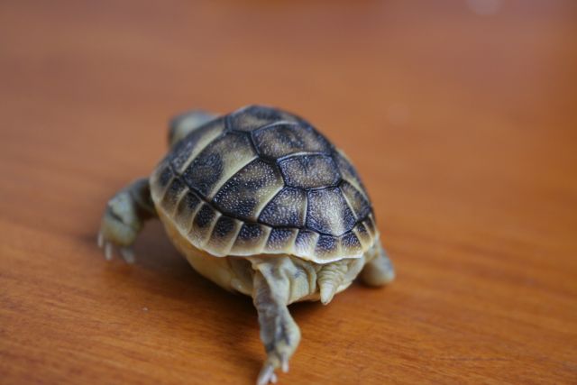 Nascite 2009 106.jpg