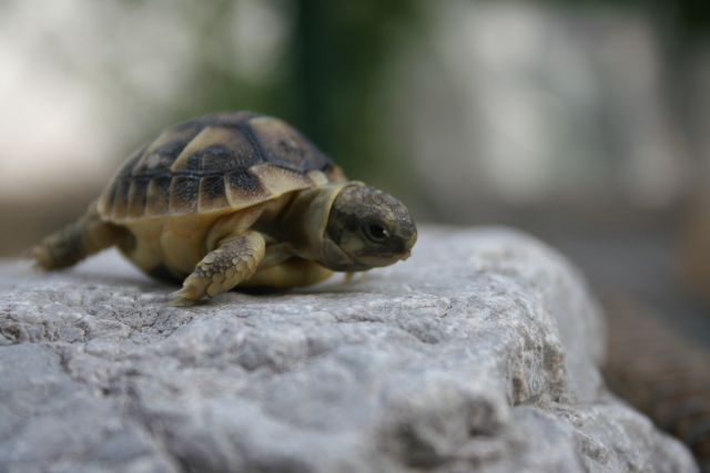 Nascite 2009 113.jpg