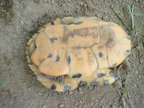 tarta2.jpg
