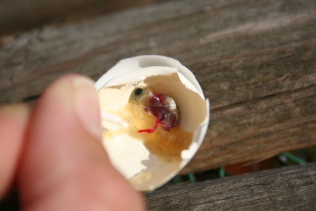 Nascite 2009 081.jpg