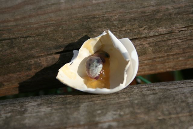 Nascite 2009 105.jpg