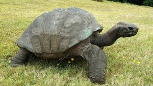 Jonathan-tartaruga-gigante-delle-Seychelles-300x168.jpg