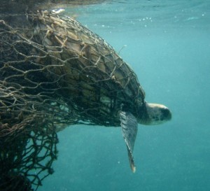 tartaruga-marina-rete-da-pesca-ghost-net-300x273.jpg