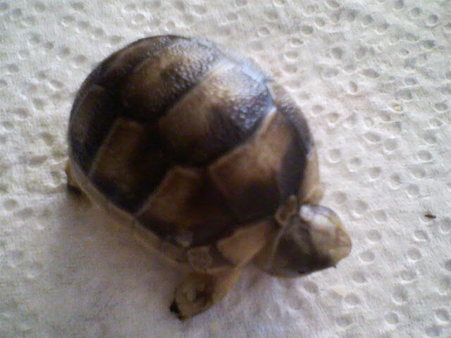 margi 21.08.09  prima.jpg