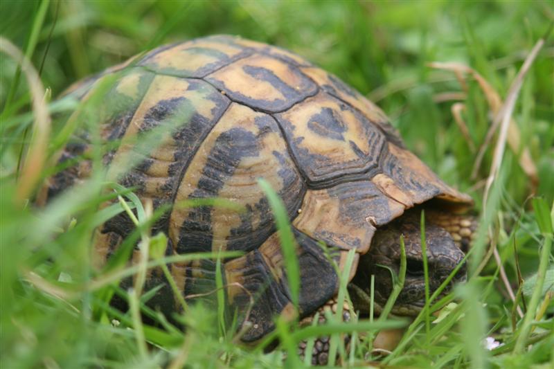 ermanno3 (Medium).jpg