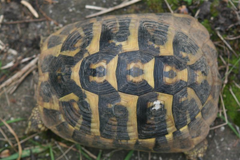 figlia1 (Medium).jpg