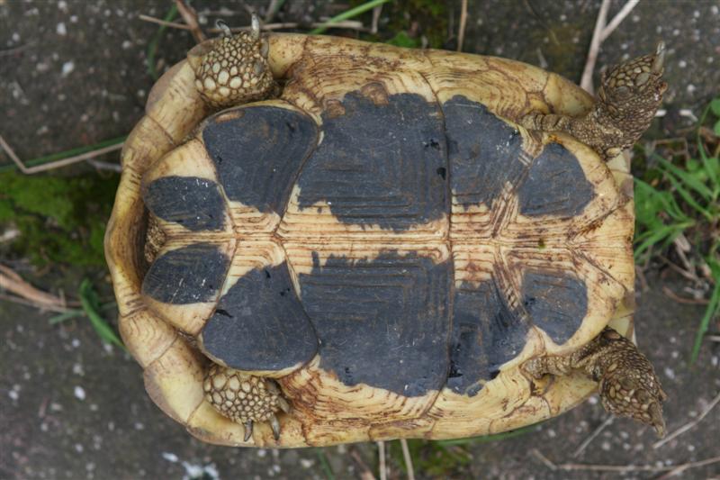 figlia2 (Medium).jpg