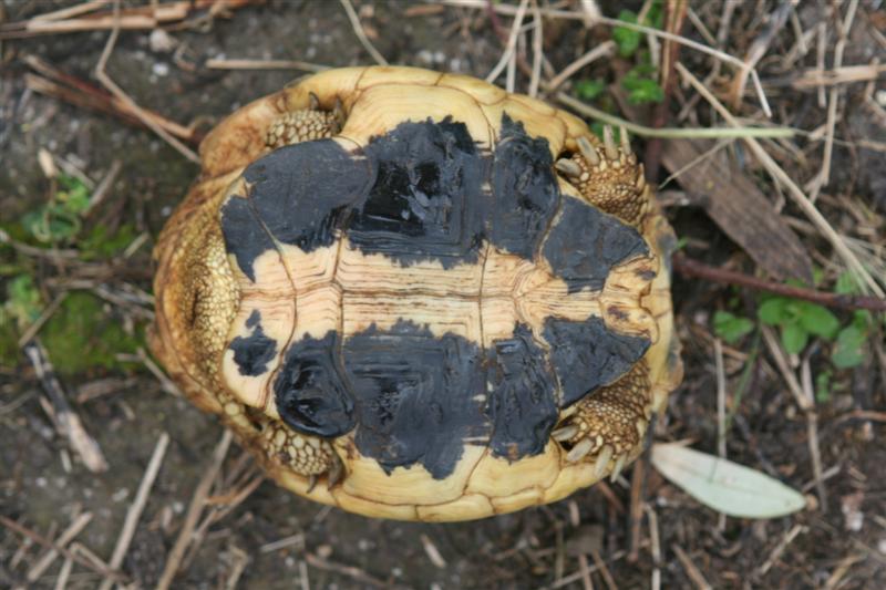 figlio2 (Medium).jpg