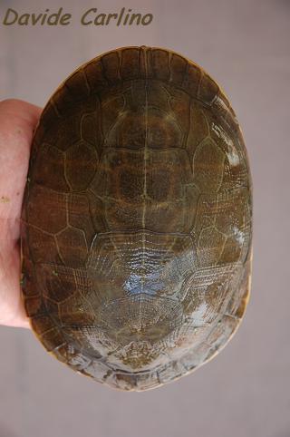 D. reticularia f1.jpg