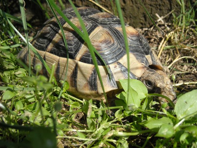 Copia di DSCN0524.JPG