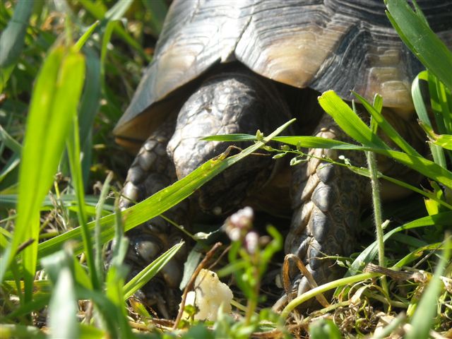 Copia di DSCN0531.JPG