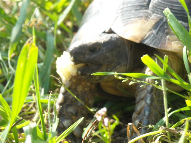 Copia di DSCN0532.JPG