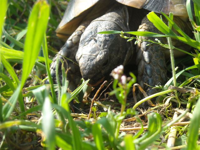 Copia di DSCN0533.JPG