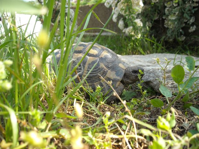 Copia di DSCN0534.JPG