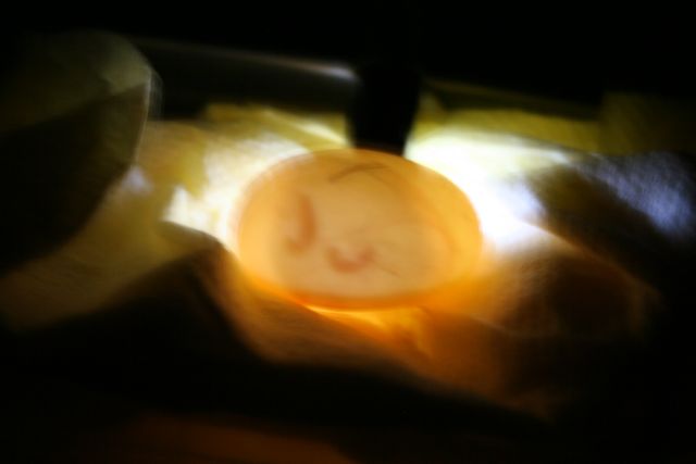 speratura 21gg 002.jpg