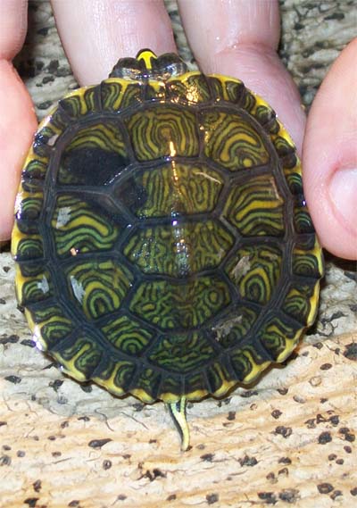 carapace.jpg