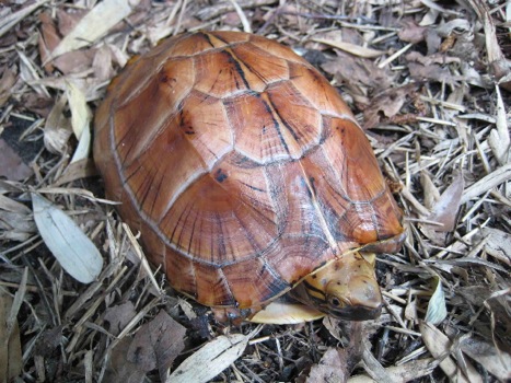 mandi turtle.jpg