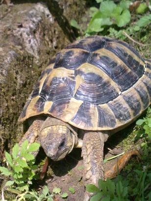 Pico 14.06.................JPG