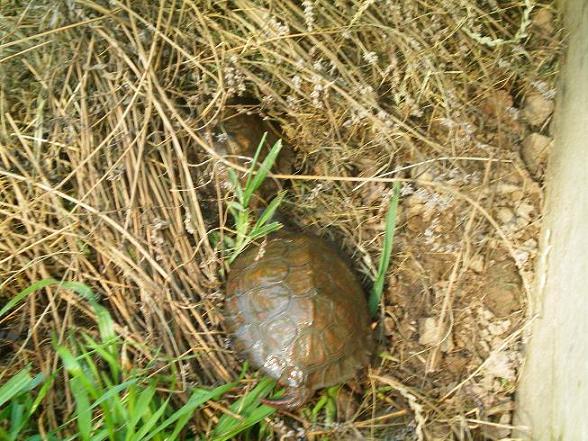 100_0545.JPG