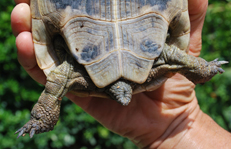 Tarta_Greca 001_copia.jpg